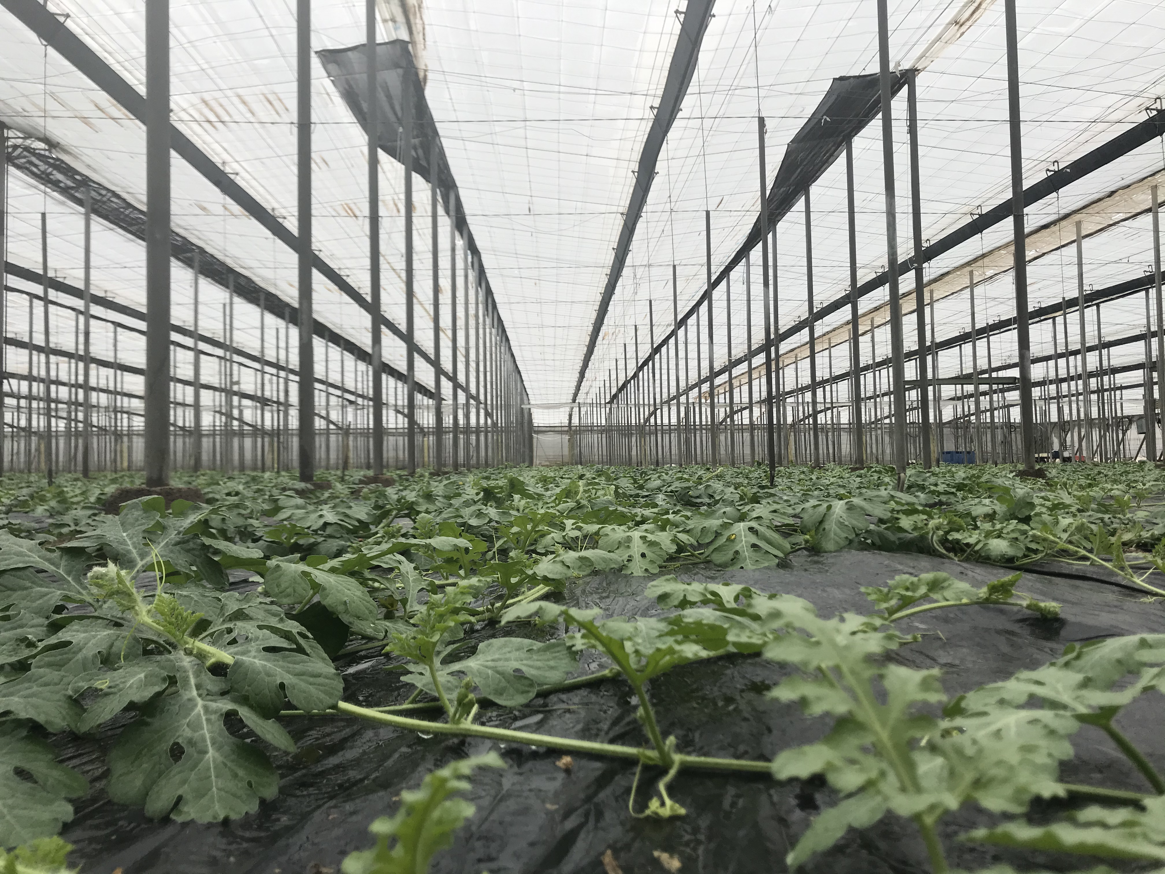 Invernaderos de Almería